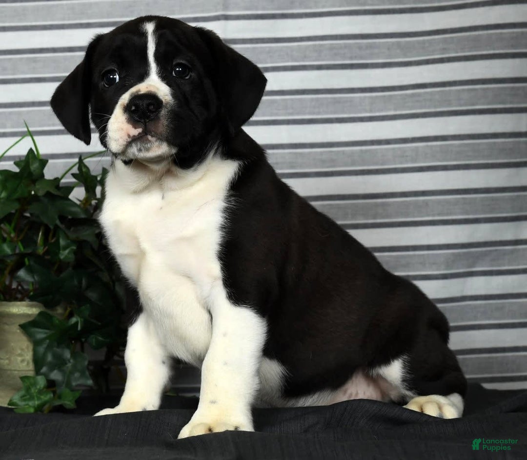 Beabull dogs for sale: Aaron - Image 3