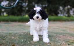 Mini Bernedoodle dogs for sale: Mini Bernedoodle 6 puppies - Image 29