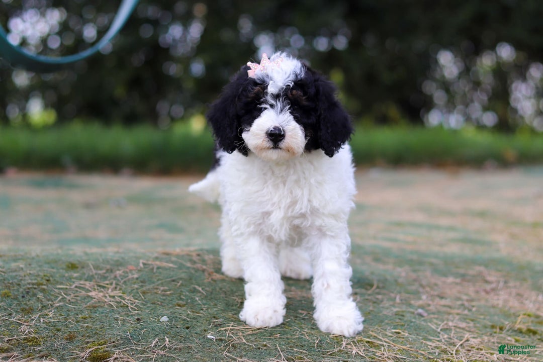 Mini Bernedoodle dogs for sale: Mini Bernedoodle 6 puppies - Image 29