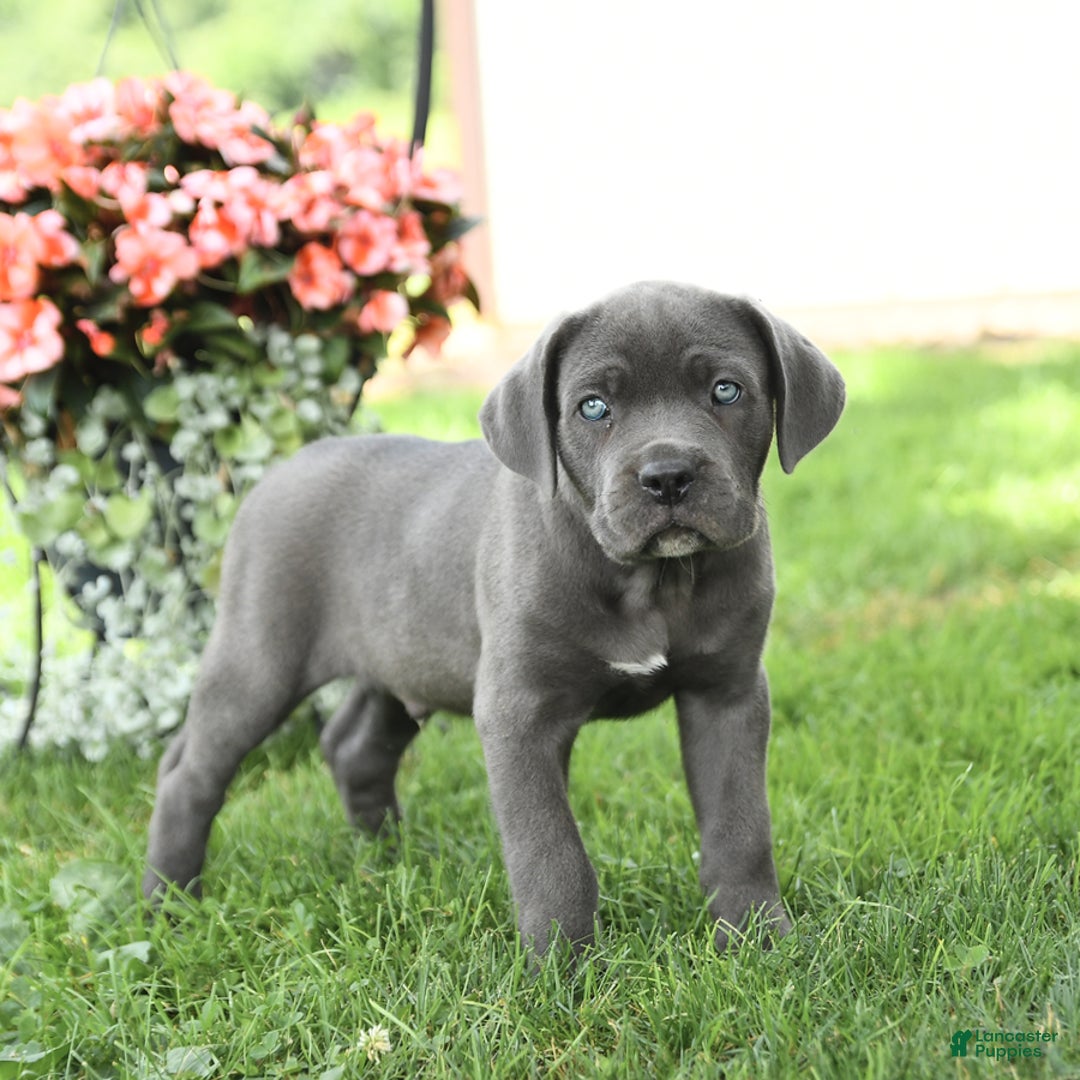Cane Corso dogs for sale: Bruce - Image 4