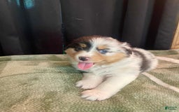 Australian Shepherd dogs for sale: Sailor - Image 3