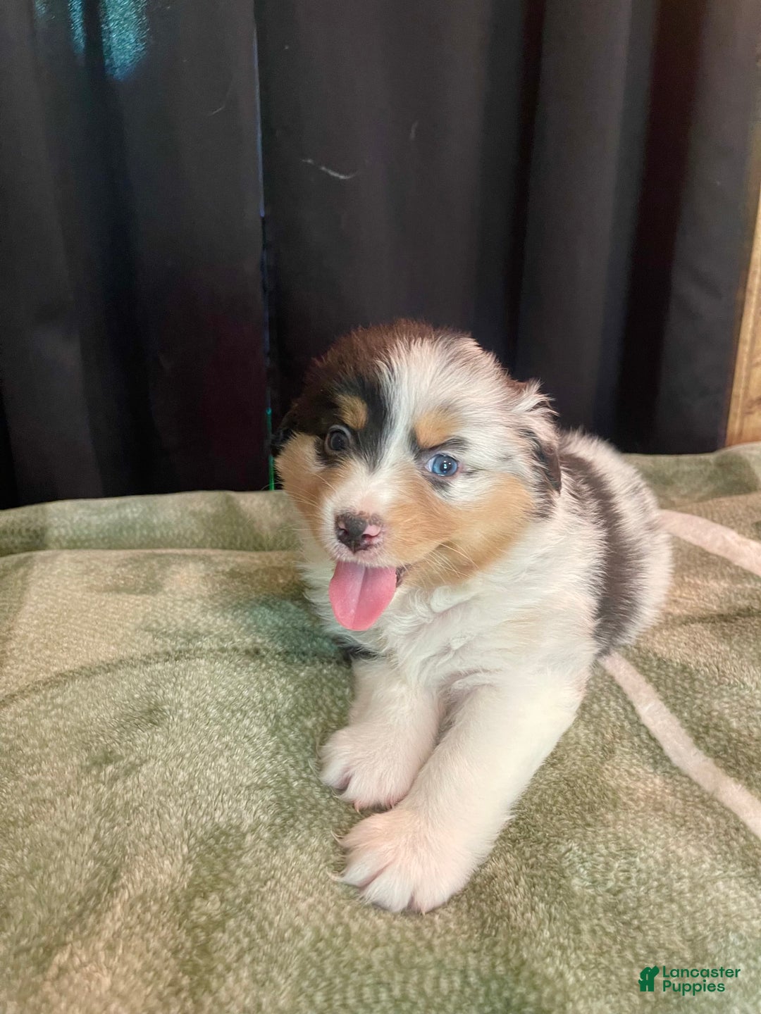 Australian Shepherd dogs for sale: Sailor - Image 3