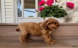 Cockapoo dogs for stud: Samantha - Image 8