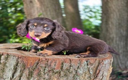 Miniature Dachshund dogs for sale: Casey - Image 4