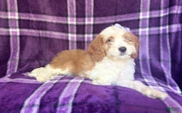 Cavapoo dogs for sale: Sophie - Image 8