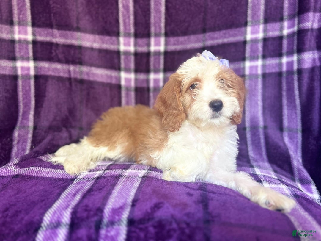 Cavapoo dogs for sale: Sophie - Image 8