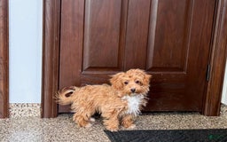 Havapoo dogs for sale: Franklin - Image 2