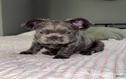 French Bulldog dogs for sale: Rome - Image 6