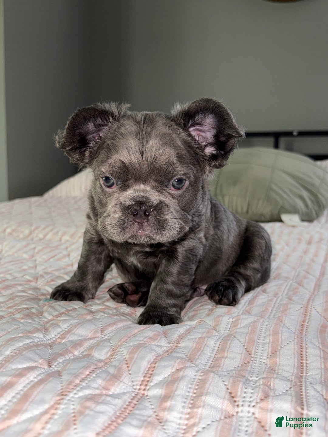 French Bulldog dogs for sale: Rome - Image 6