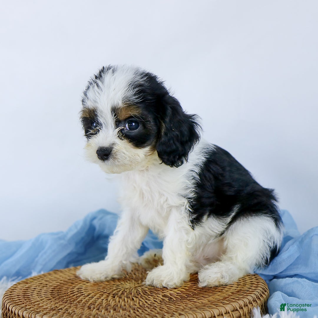 Cavapoo dogs for sale: Bryson - Image 2