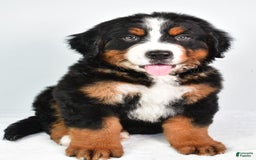 Bernese Mountain Dog dogs for sale: Bernese Mountain Dog 3 puppies - Image 9