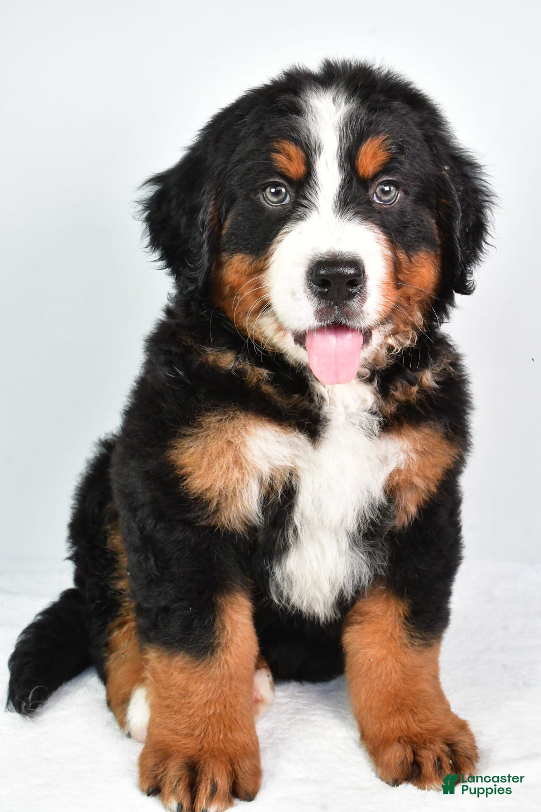 Bernese Mountain Dog dogs for sale: Bernese Mountain Dog 3 puppies - Image 9