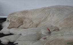 Golden Retriever dogs for sale: Vic - Image 2