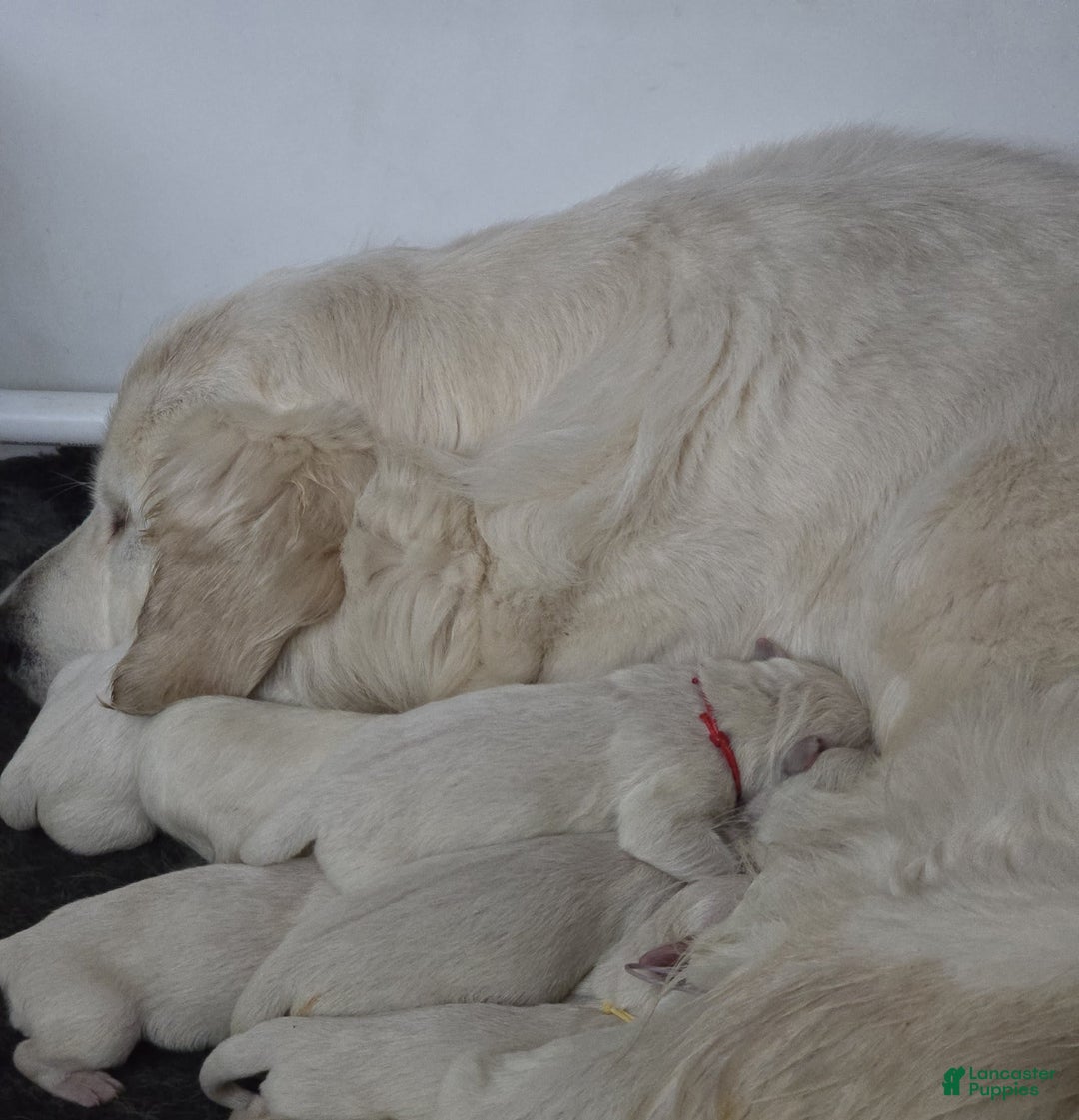 Golden Retriever dogs for sale: Vic - Image 2