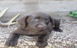 Labrador Retriever dogs for sale: Amelia - Image 4