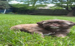 Shih Tzu dogs for sale: Beanie - Image 3