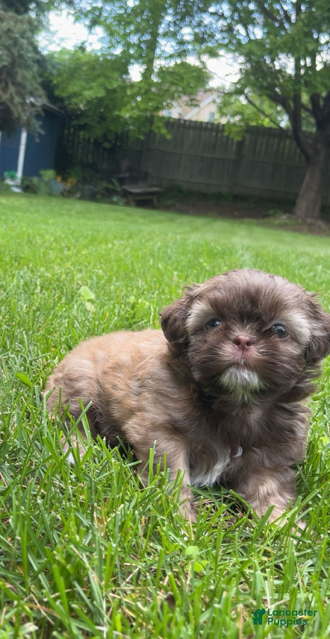 Shih Tzu dogs for sale: Beanie - Image 3