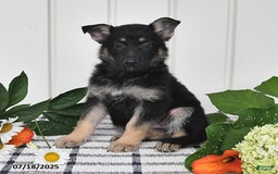 German Shepherd dogs for sale: Tina - Image 2