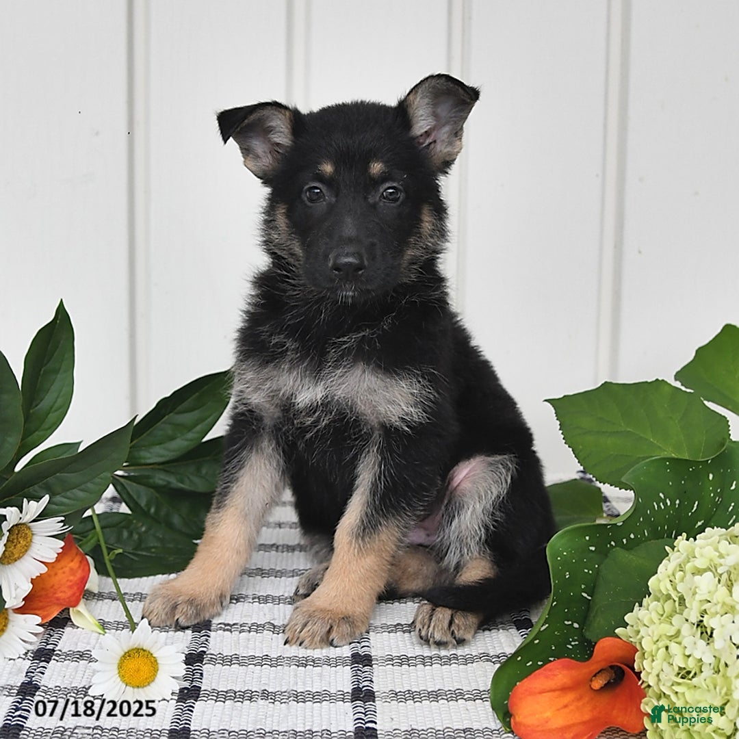 German Shepherd dogs for sale: Tina - Image 2