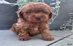 Toy Poodle dogs for sale: Brady - Image 3