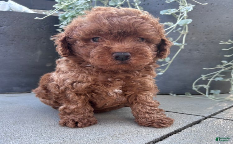 Toy Poodle dogs for sale - Ad 1