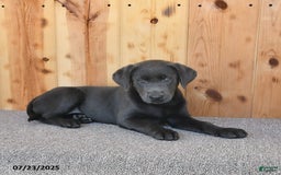 Labrador Retriever dogs for sale: Renee - Image 10