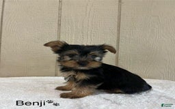 Yorkshire Terrier dogs for sale: Benji - Image 5