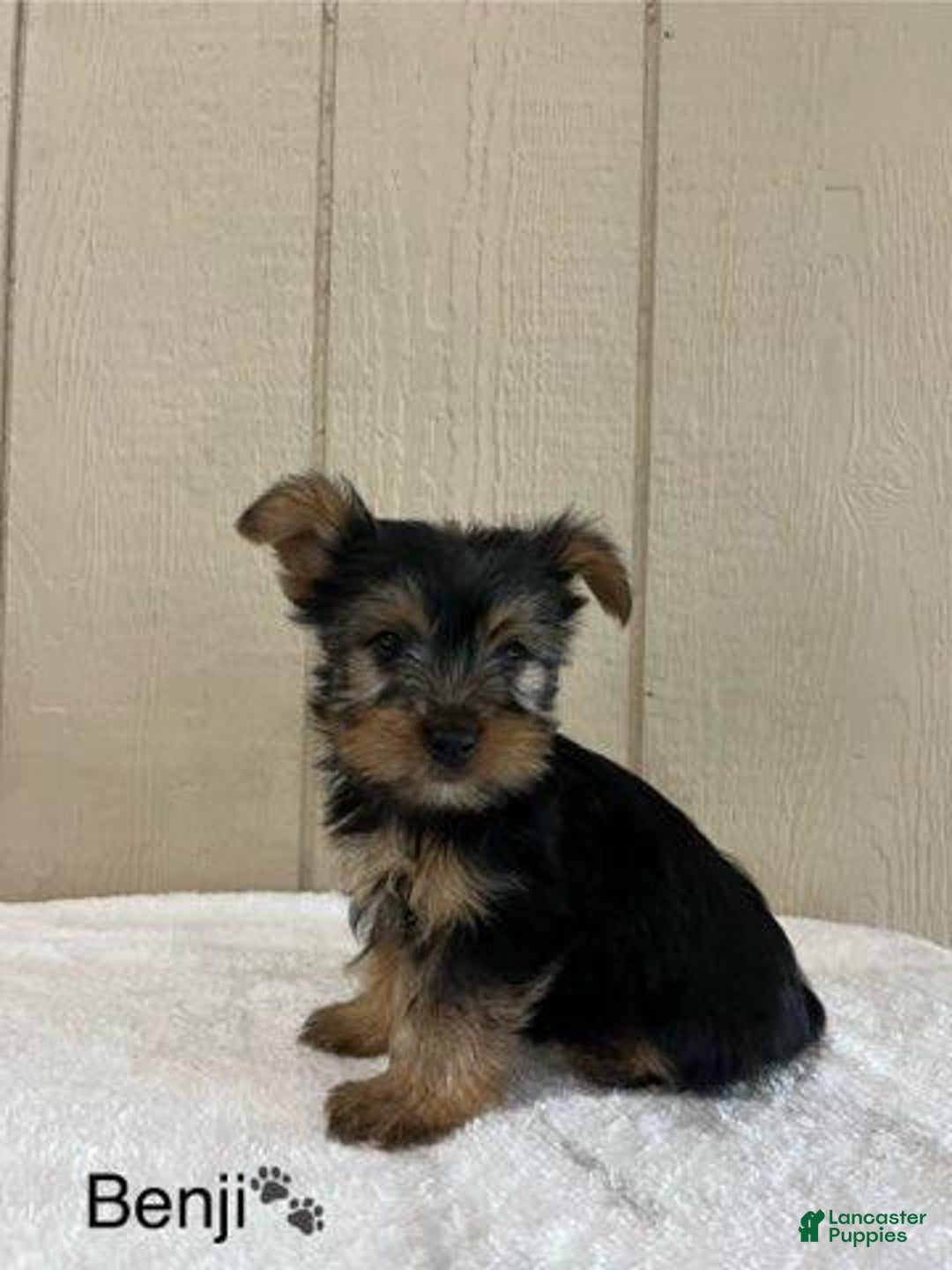 Yorkshire Terrier dogs for sale: Benji - Image 5