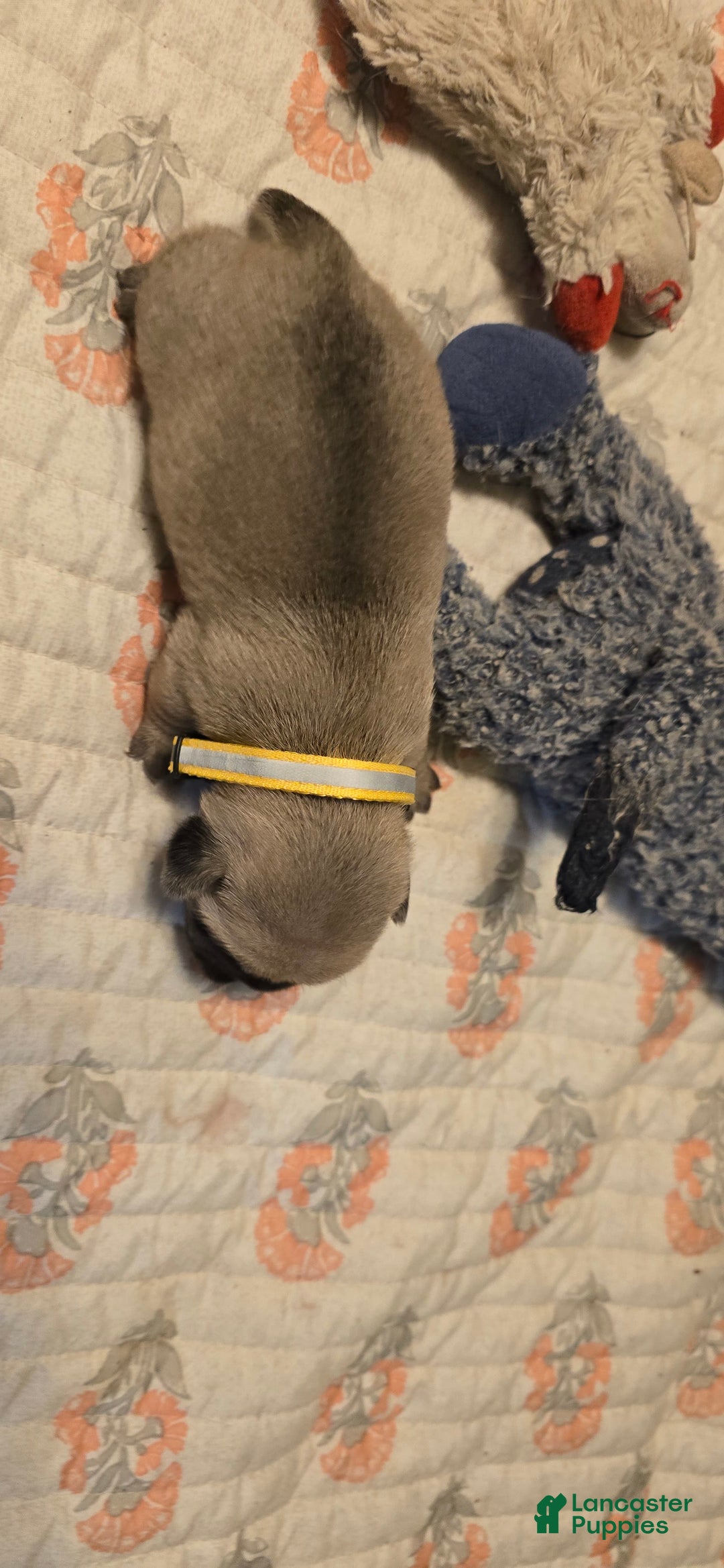 Pug dogs for sale: Davy - Image 14