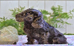 Cocker Spaniel dogs for sale: Banjo - Image 44