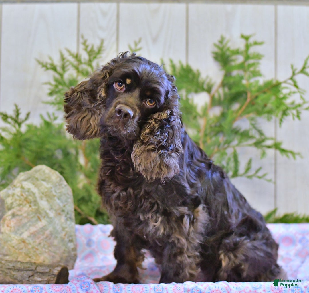 Cocker Spaniel dogs for sale: Banjo - Image 44