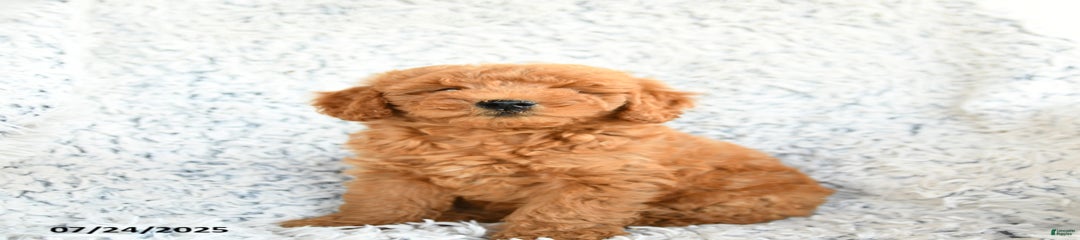 Flapjack