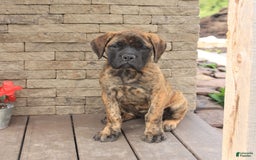 English Mastiff dogs for sale: Kayla - Image 2