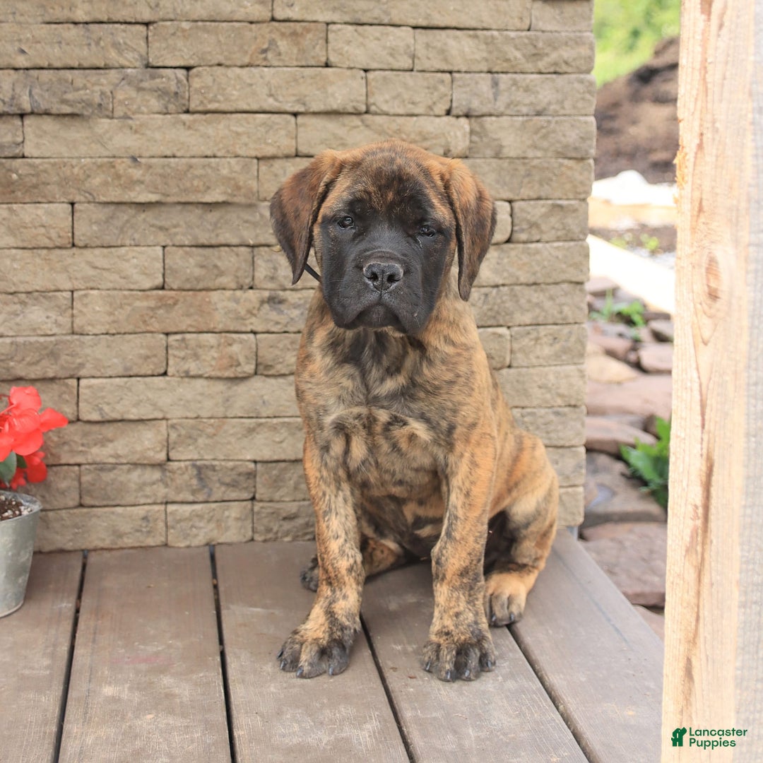English Mastiff dogs for sale: Kayla - Image 2