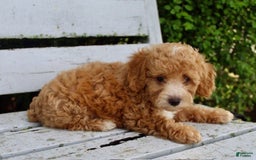 Miniature Poodle dogs for sale: Jim - Image 2