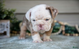 Beabull dogs for sale: Lorna - Image 2