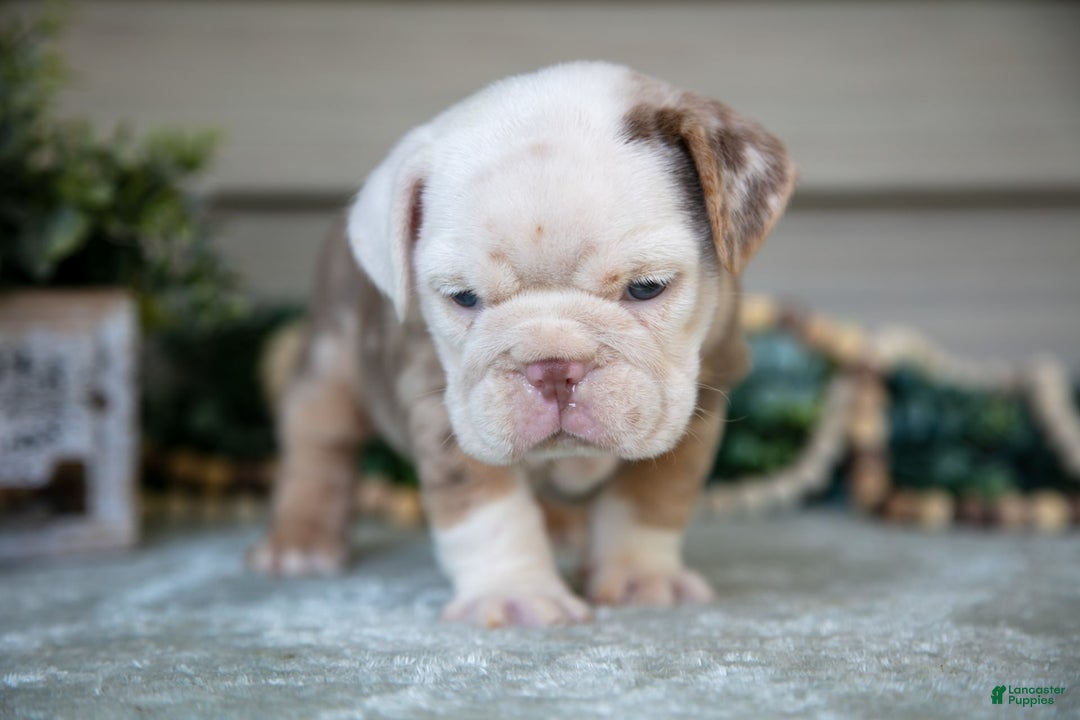 Beabull dogs for sale: Lorna - Image 2
