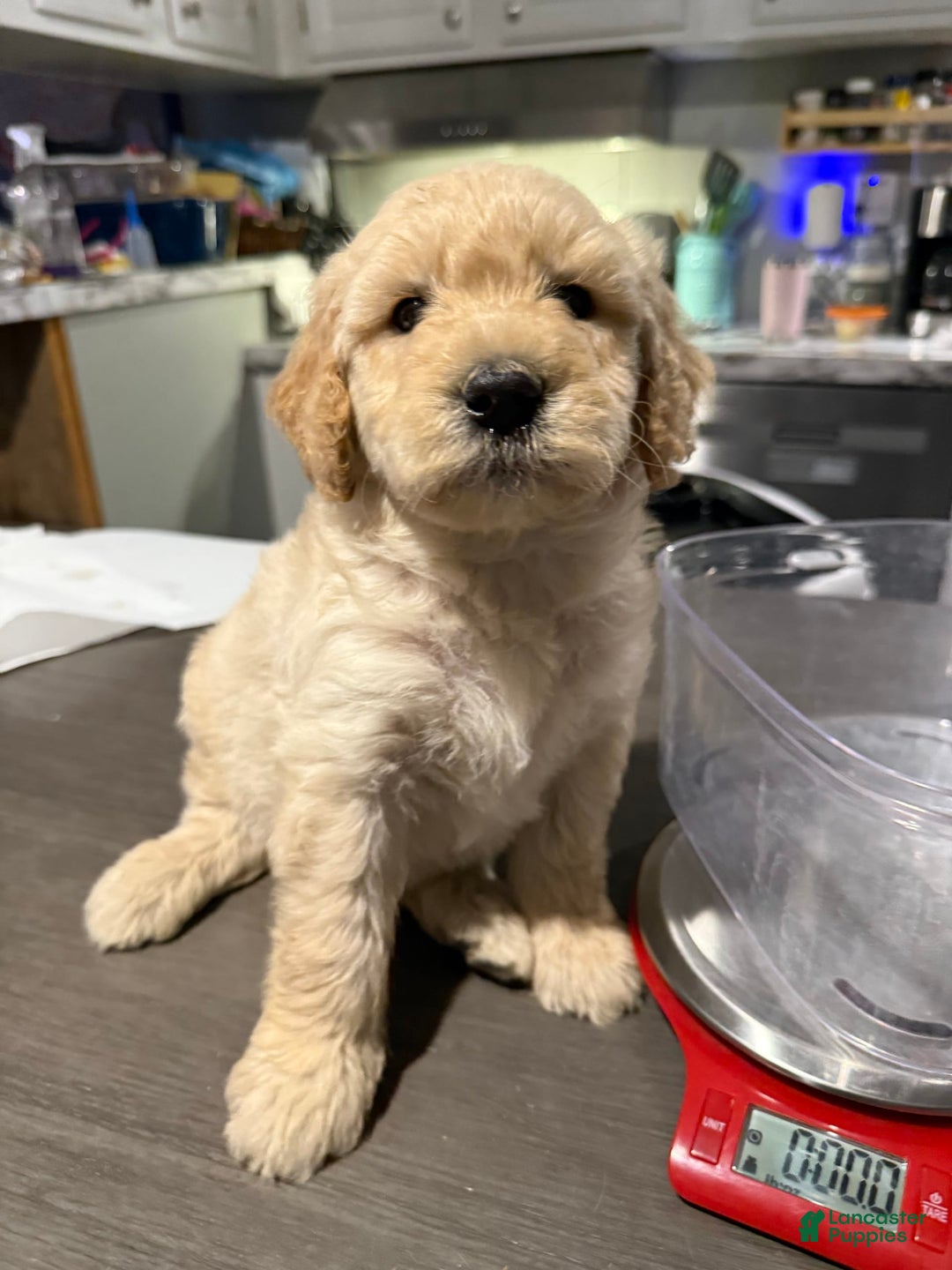 Goldendoodle dogs for sale: Blue Collar Male - Image 1