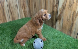 Cavapoo dogs for sale: Honeycomb Girl 9 - Image 12