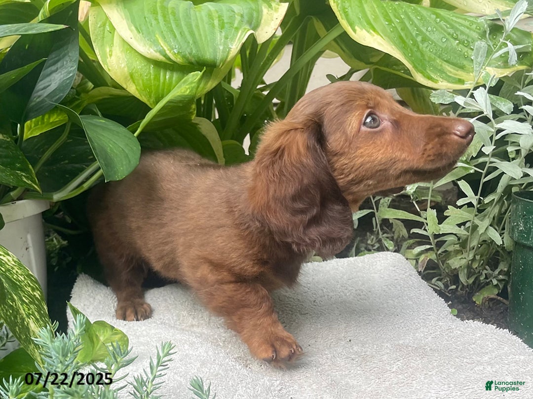 Miniature Dachshund dogs for sale: Banana Princess - Image 10