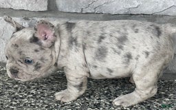French Bulldog dogs for sale: Loki - Image 10