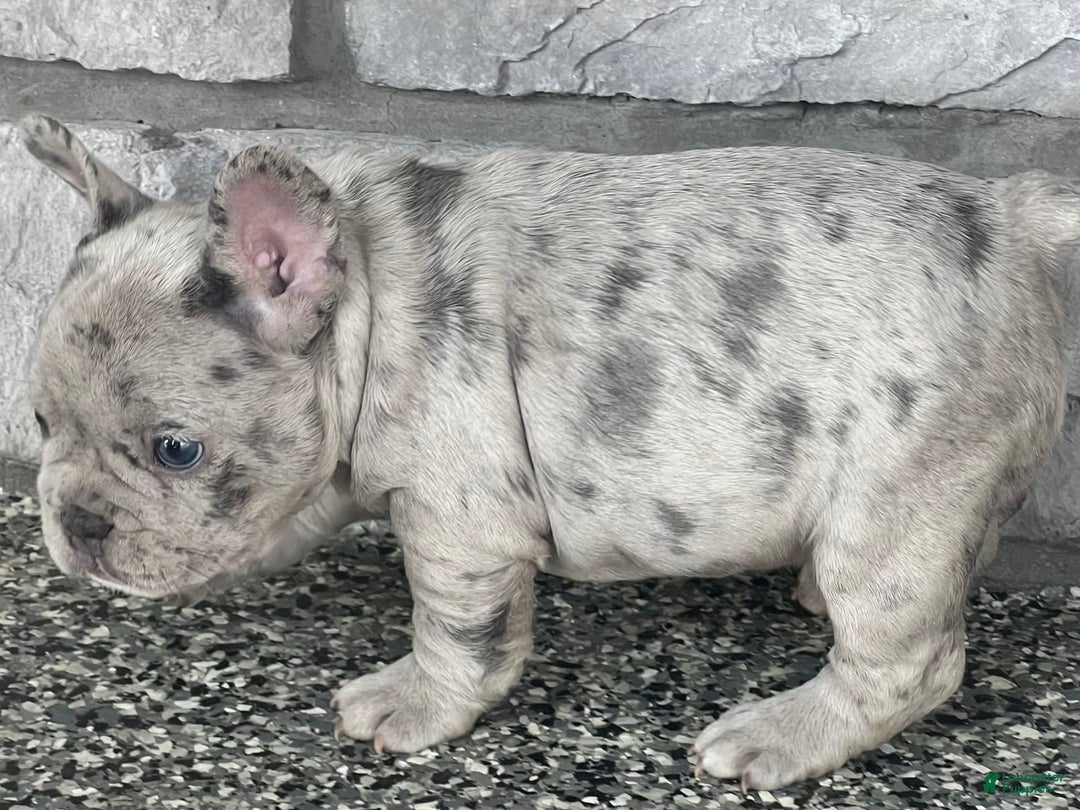 French Bulldog dogs for sale: Loki - Image 10