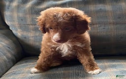 Miniature Poodle dogs for sale: Hank - Image 4