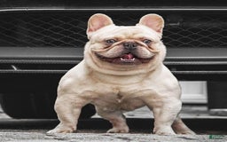 French Bulldog dogs for stud: Pink Rocket - Image 2