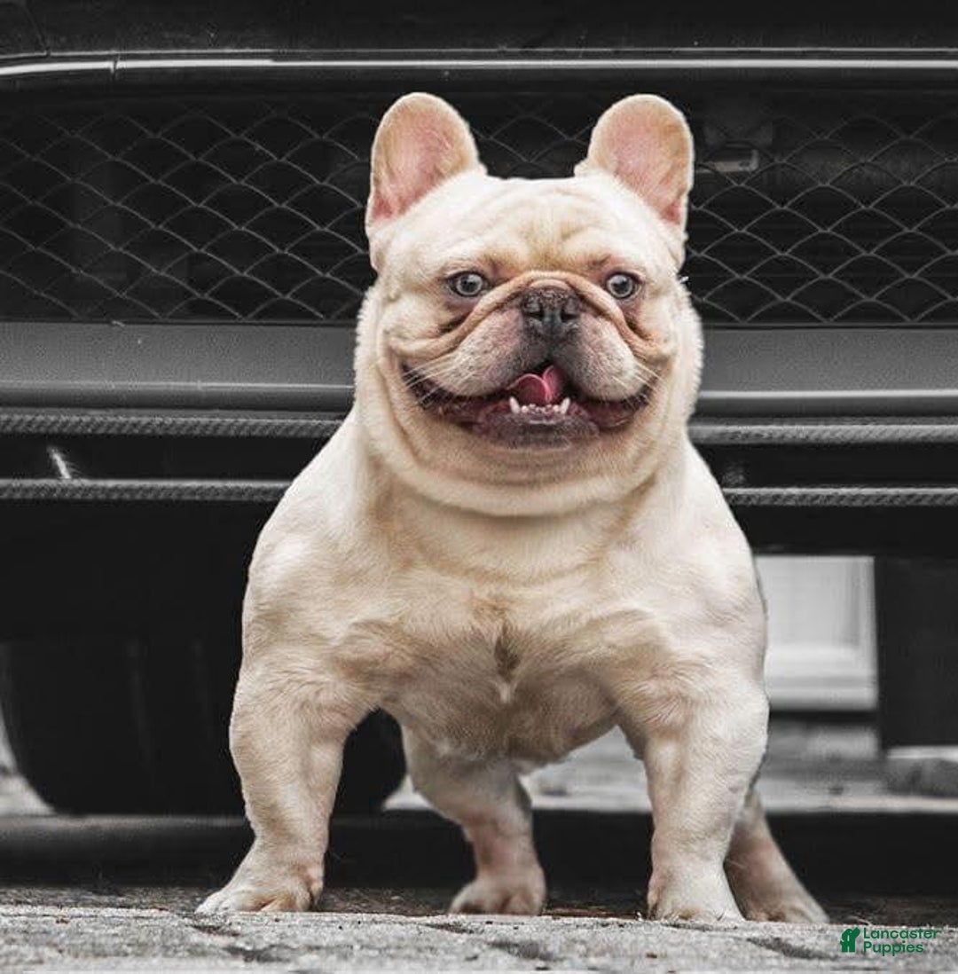 French Bulldog dogs for stud: Pink Rocket - Image 2