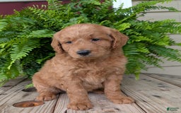 Goldendoodle dogs for sale: Reed - Image 19