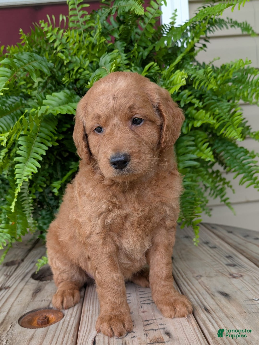 Goldendoodle dogs for sale: Reed - Image 19