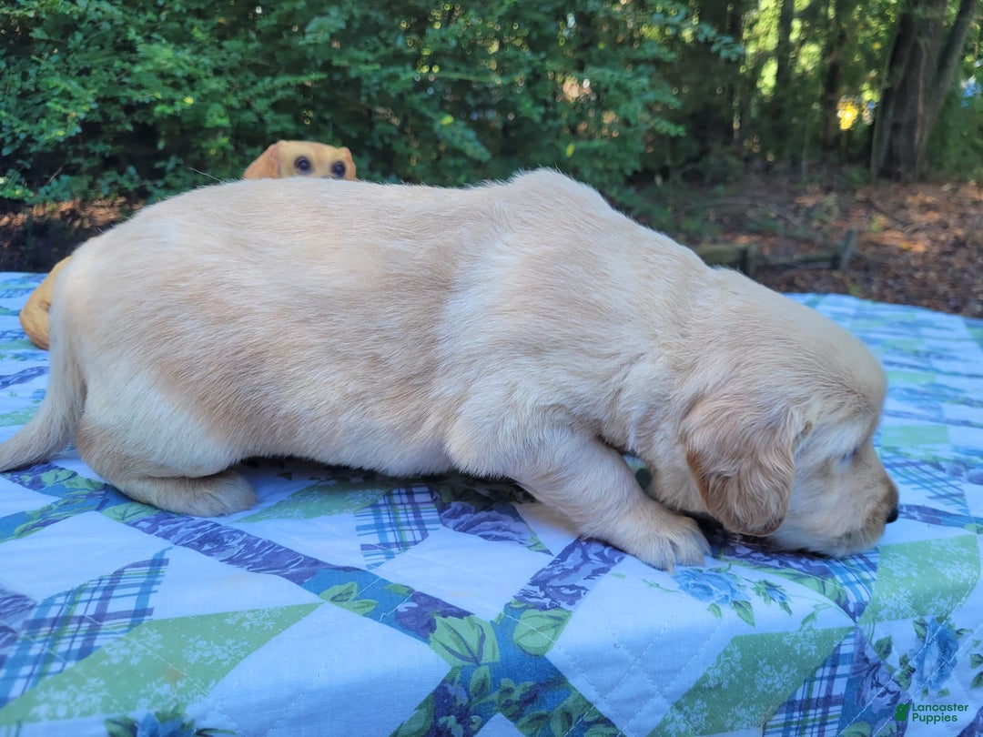 Golden Retriever dogs for sale: JOEY - Image 1