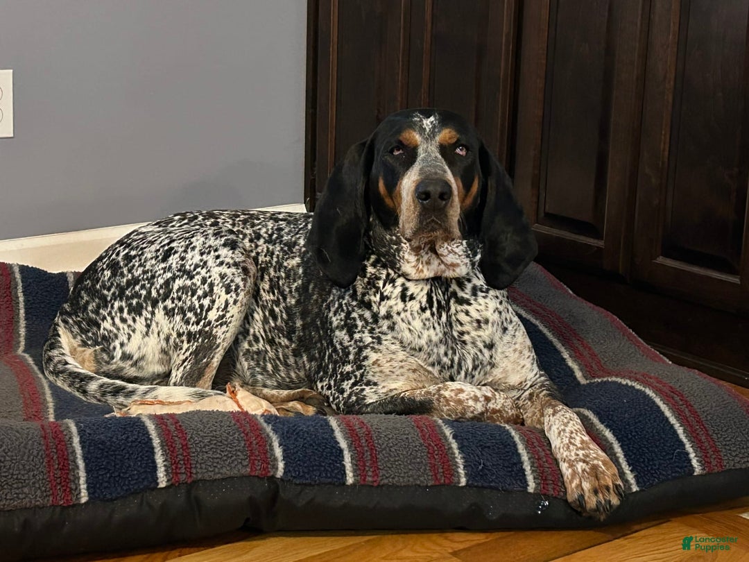 Coonhound dogs for sale: Thor - Image 3