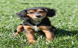 Beagle dogs for sale: Bassetdoodles - Image 1